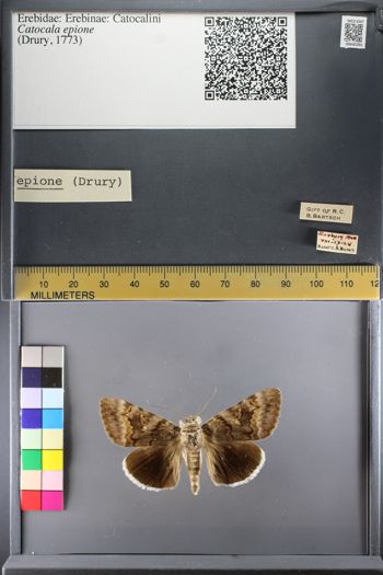Media type: image;   Entomology 640391